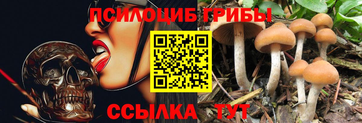 Нерюнгри  Псилоцибиновые грибы Cubensis  Вход с VPN 